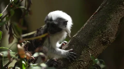 Tiny Baby Tamarin Monkey Sitting in Tree and Looking Around Stock Footage 343964152