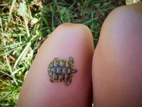 Tiny Baby Tortoise on Fingertip for Size Comparison Stock Photos