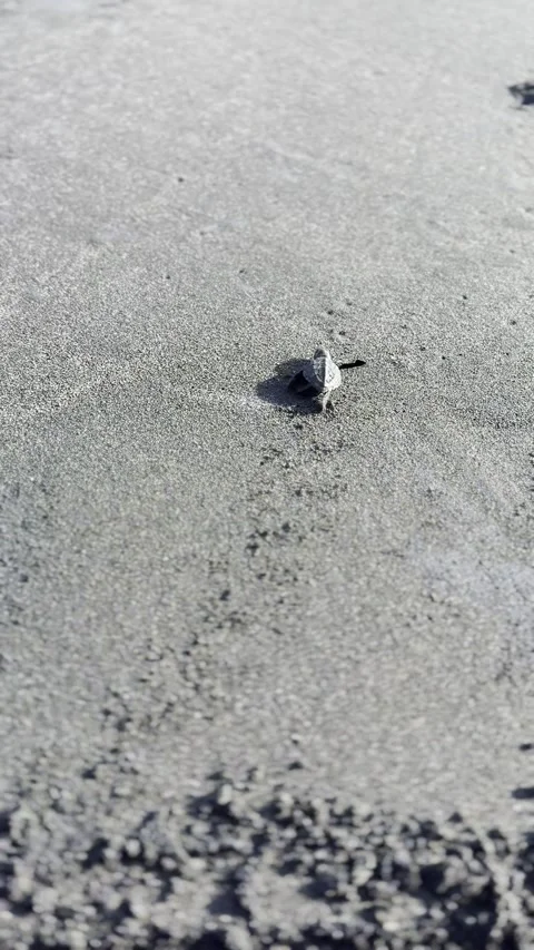 Tiny baby turtle released onto the beach Stock Footage 283381375