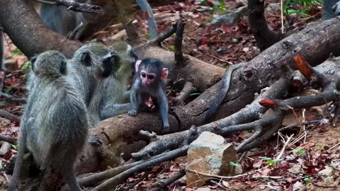 A tiny baby Vervet monkey plays on a tree root, aided by its watchful siblings. Stock Footage 321035765