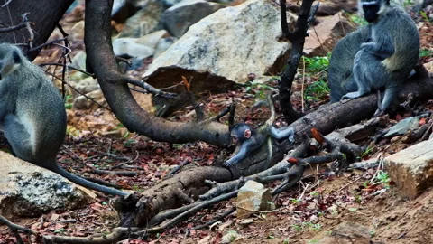 A tiny baby Vervet monkey sits on a tree root, surrounded by its watchful Stock Footage 321035766