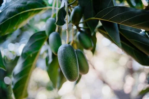 Tiny Bacon Avocados fruit hanging from the tree Fotos de archivo