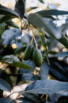 Tiny Bacon Avocados fruit hanging from the tree Fotos de archivo