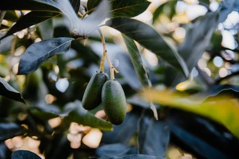 Tiny Bacon Avocados fruit hanging from the tree Fotos de archivo