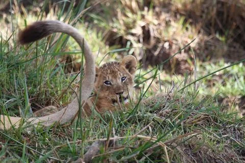 Tiny bany lion cub looking at his mothers tail, preparing to play. Stock Photos