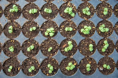 Tiny basil seedlings sprout in a starter tray of brown potting soil Stock Photos
