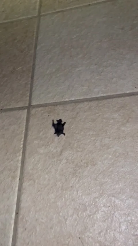 Tiny Bat On Bathroom Floor, Lyon, France - 28 Jun 2024 Stock Footage 289307624