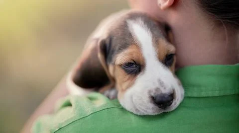 Tiny beagle puppy on shoulder of his owner. Woman stroking dog on nature Stock Photos