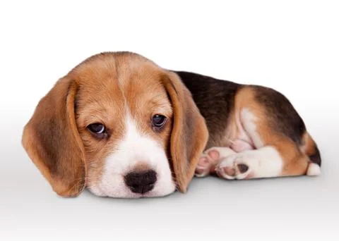 Tiny beagle puppy wit pitiful eyes Stock Photos