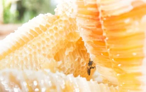 The tiny beautiful bee working on honeycomb Stock Photos