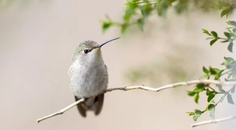 Tiny beautiful crested and coppery white hummingbird Stock Photos