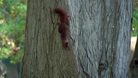 Tiny beautiful squirrel hanging upside down on tree trunk, handheld view Stock Footage 162202959