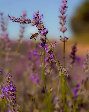 A tiny bee buzzing amidst vibrant lavender fields, savoring the sweet necta.. Stock Photos
