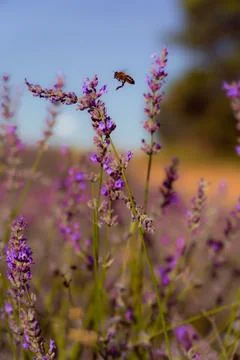 A tiny bee buzzing amidst vibrant lavender fields, savoring the sweet necta.. Stock Photos