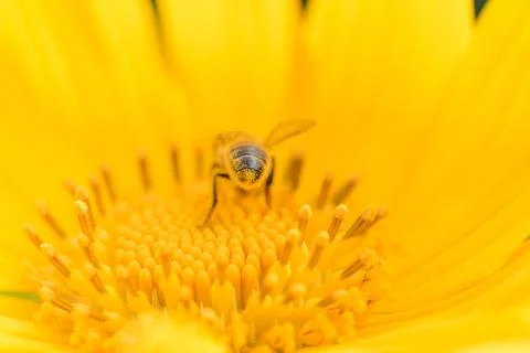 A tiny bee collecting nectar on a mesmerizing yellow flower Stock Photos