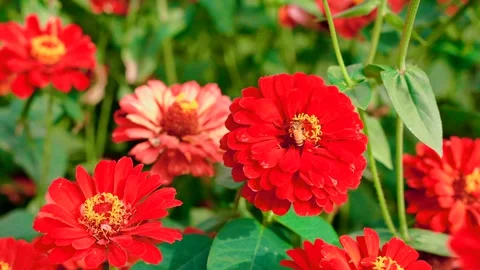 Tiny bee collects nectar sitting on bright flower in garden Stock Footage 303684982