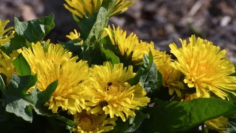 Tiny bee &amp; dandelion flowers Video stock 82920296