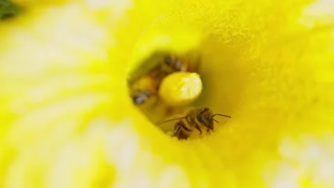 A tiny bee Stock Footage 323441318