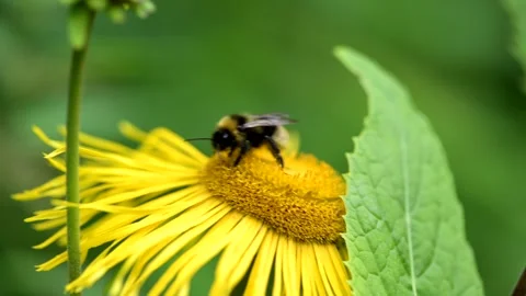 Tiny bee gathers nectar from a vibrant yellow flower in a sunny spring forest Stock Footage 294687880