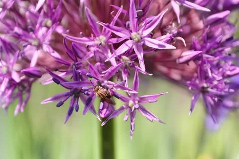 A tiny bee pollinating flowers of decorative onions, macro. Selective focus 스톡 사진