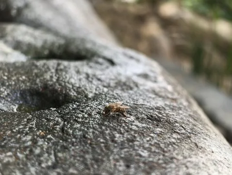 Tiny bee rests on mossy, textured stone surface Stock Photos