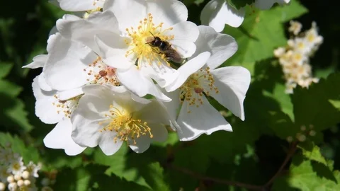 Tiny bee &amp; wild rose flowers Stock Footage 82255676