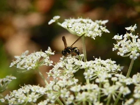 Tiny Bee on Wildflower Stock Photos