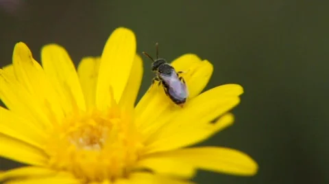 Tiny Bee on Yellow Flower Stock Footage 879185