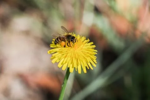 A tiny bee on a yellow Flower Stock Photos