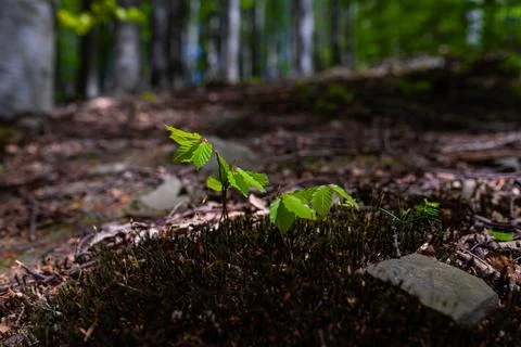 Tiny beech seedling sprouting from mossy forest floor with blurred woodland.. Stock Photos