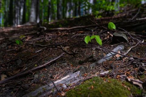 Tiny beech seedling sprouting from mossy forest floor with blurred woodland.. Stock Photos