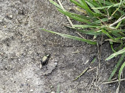 Tiny beetle crawls across sandy earth near green grass blades Stock Photos