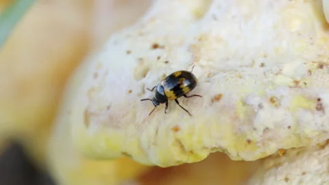 Tiny beetle crawls slowly over pale, textured fungi Stock-Footage 335836272