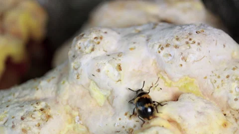 Tiny beetle crawls slowly over pale, textured fungi Stock Footage 335836444
