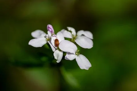 Tiny beetle on a delicate flower. Stockfoto's