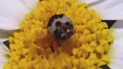 Tiny Beetle Feeding on Flower Pollen Macro Insect Pollination Video stock 104306139