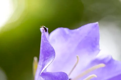 Tiny beetle on a flower Foto stock
