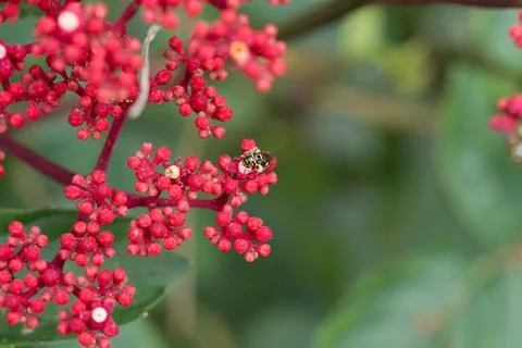 Tiny beetle perches on bright red berries Stock Photos