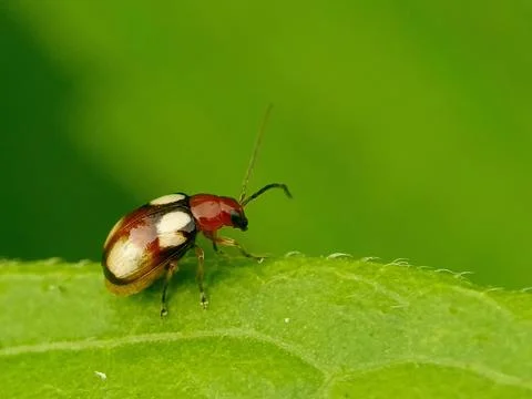 Tiny beetle Stock Photos