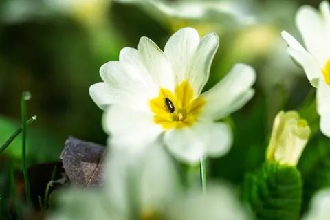 Tiny Beetle on a Primrose Stock Photos