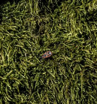 Tiny beetles walk on green moss. Foto stock
