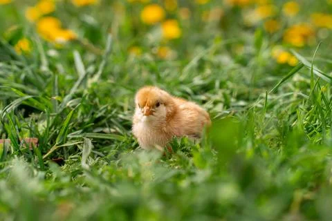 Tiny beige chick in green grass, yellow flowers in the background. Stock Photos