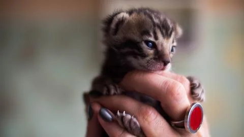 Tiny Bengal kitten in a woman's hand Stock Photos