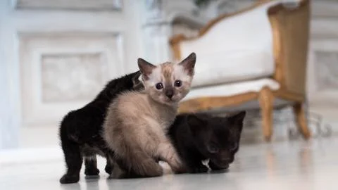Tiny bengal kittens of different colors in the living room against the Stock Photos