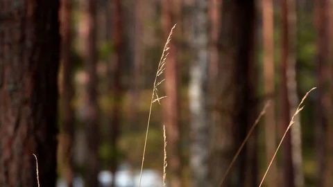 Tiny bents swing in the pine forest close up, shallow DOF Stock Footage 88496282