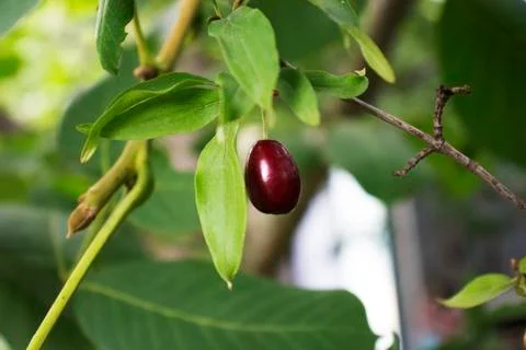 Tiny berry of dogwood Stock Photos