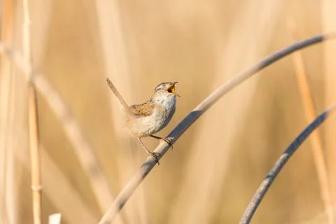 Tiny bewicks wren hidden in tan colored reeds, singing with eyes closed durin Stock Photos