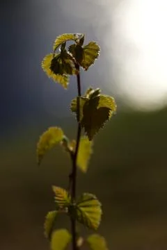 Tiny birch. Stock Photos