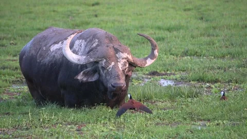 A tiny bird is able to stop a buffalo from getting near her nest Video stock 257875904