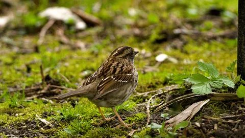 Tiny Bird Among Blades Stock Photos